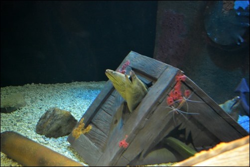 hungry eels hungry eels