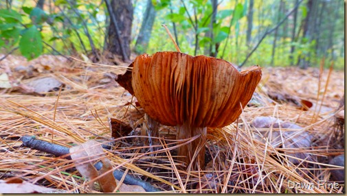 mushrooms_031