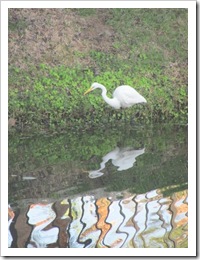 Florida vacation white egret in water