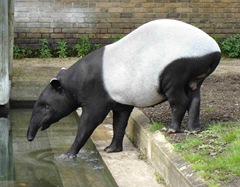 Tapir de Malaisie