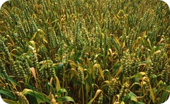 whole grains