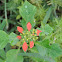 Wild poinsettia