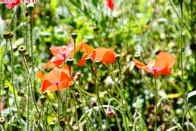 2014_0707_101607 2014_0707_101607