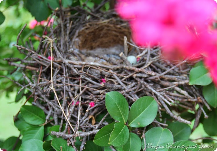 Mocking Bird Nest