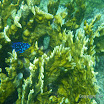  Snorkel Buck Island Reef 