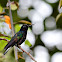 Velvet-purple Coronet