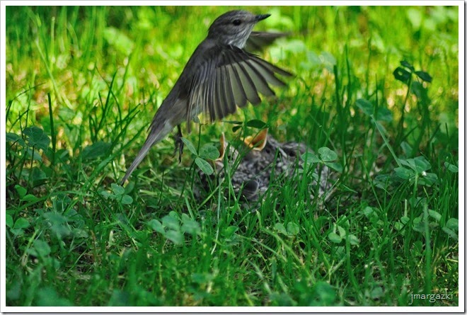 DSC_7385_01 DSC_7385_01