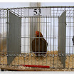 Poultry 010.jpg