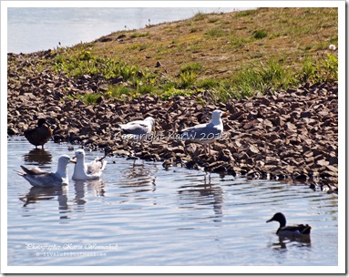 The daily life in the pond, with different gulls and ducks.