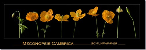 schijnpapaver-2 schijnpapaver-2