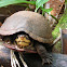 White-cheeked mud turtle