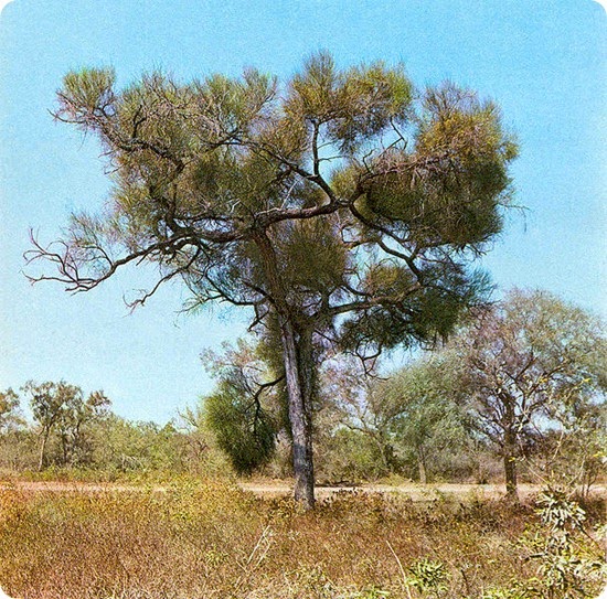 Impenetrable-Prosopis_kuntzei Impenetrable-Prosopis_kuntzei