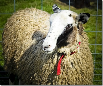 Sheep (1 of 1) Sheep (1 of 1)