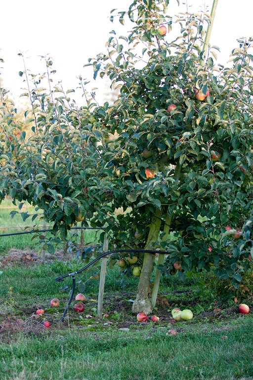 [20111015-IMG_78263.jpg]