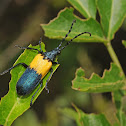Elderberry borer