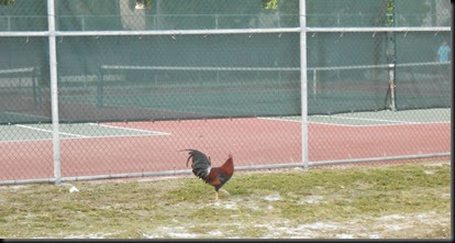 wild chicken in Key West
