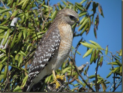 hawk at beach by NAS Key west from geiger key marina