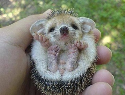 porco espinho 5 porco espinho 5