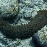 A Sea Cucumber - Nouema, New Caledonia