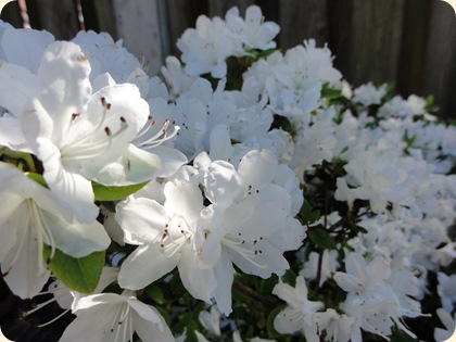 Azalea DSC06159