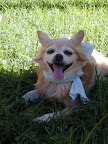 Such a special girl- but only one example of the many treasures in our shelters!