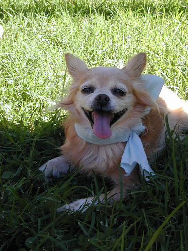 Such a special girl- but only one example of the many treasures in our shelters!