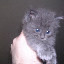 Reneseme at 5 weeks.  She really love playing with my hands, my feet, my goatee, and my ears.