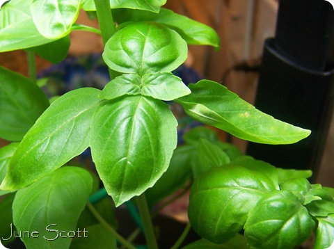 Basil_Plant