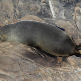 A New Zealand Fur Seal Taking In The Sun - Adelaide, Australia