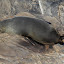 A New Zealand Fur Seal Taking In The Sun - Adelaide, Australia