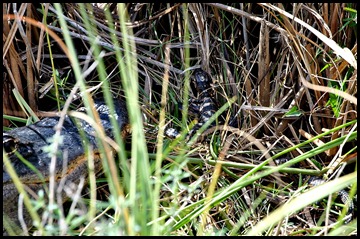 13f2 - On the trail - Momma Gator and 2 babies