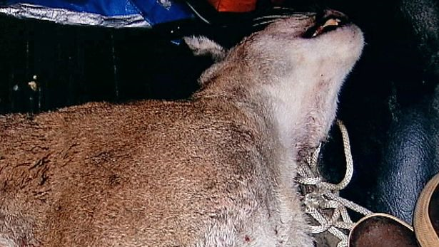 A dead cougar that was delivered to the back door of a Washong State restaurant. Poachers in Washington are illegally killing animals every day and selling their meat and body parts on the black market. Photo: KIRO TV