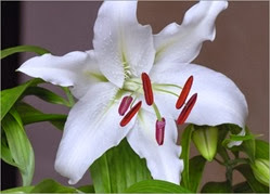 c0 The Casablanca Lily is among a number of flowers that only bloom at night