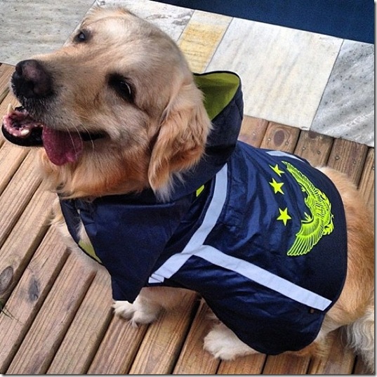 hurricane-sandy-dogs-10