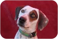 Bullseye - Phoenix, Az.
Bullseye is the cutest thing. He is super playful and loves to wrestle with other dogs, great with kids, fun and adorable. Bullseye - Phoenix, Az.
Bullseye is the cutest thing. He is super playful and loves to wrestle with other dogs, great with kids, fun and adorable.