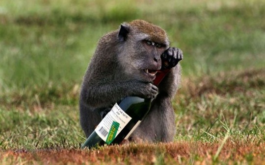 [funny-animals-cute-4%255B2%255D.jpg]