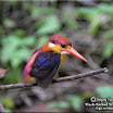Black-Backed Kingfisher --- Ceyx erithacus.jpg