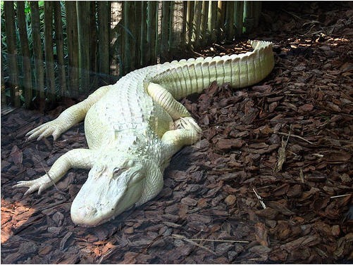 [albino-alligator6.jpg]