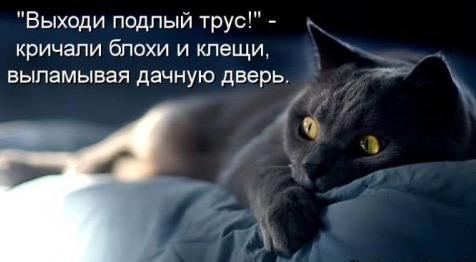 [1361559338_novye-kotomatricy-23%255B4%255D.jpg]