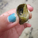 Hermit crab
