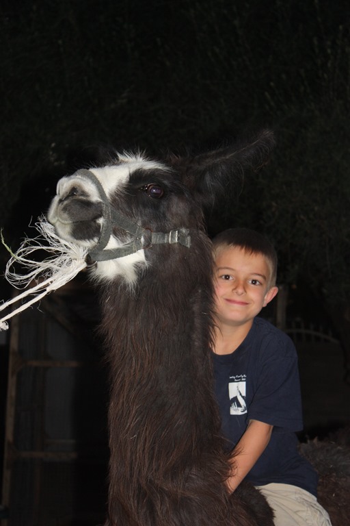 [llama%2520162.jpg]