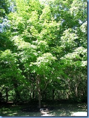 6515 Ottawa 1 Sussex Dr - Rideau Hall - sugar maple planted by Nelson Mandela 6515 Ottawa 1 Sussex Dr - Rideau Hall - sugar maple planted by Nelson Mandela