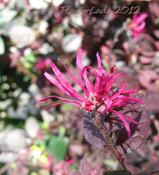 [03-20-purple-leaves-pink-flowers%255B4%255D.jpg]