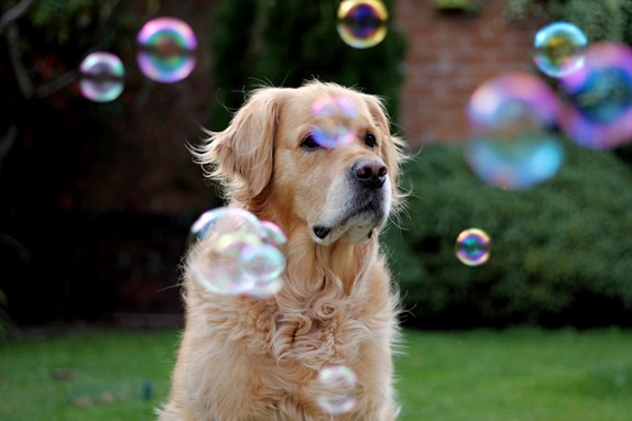 bubble dog