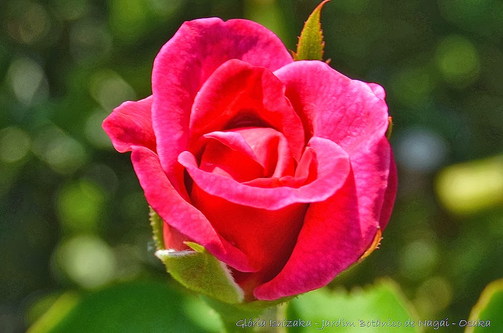 [12%2520%2520-%2520Gl%25C3%25B3ria%2520Ishizaka%2520-%2520Rosas%2520do%2520Jardim%2520Bot%25C3%25A2nico%2520Nagai%2520-%2520Osaka%255B8%255D.jpg]
