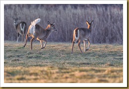 - White-tailed Deer - Does - tailD7K_2700 January 29, 2012 NIKON D7000