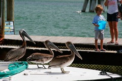 Feeding-the-Tarpon---Unwanted-Guests