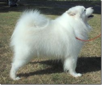 Samoyedo