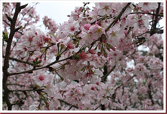 IMG_2312 IMG_2312