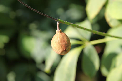 They are the state tree of Ohio.  In fact, during the holidays in Ohio, a popular treat is a ball of peanut butter dipped in chocolate, which resembles the buckeye fruit.